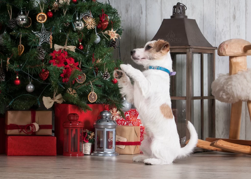 Christmas and Dogs